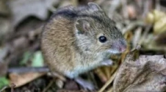 Niż niebezpieczne dla myszy mężczyzny?