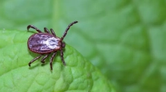 Niż niebezpieczne szczypce?