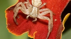 Jakie pająki różnią się od owadów?