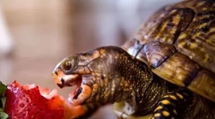 Co karmi żółwie?
