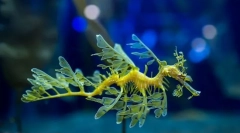 Niż na uwagę zasługujący smok morski?