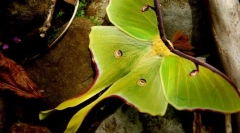 Niż mężczyźni księżyc pavlin-eyed różnią się od kobiet?