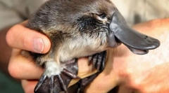 Niż niesamowite zgodnie z ruchem wskazówek zegara?