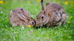 Niż zając różni się od swojego królika?