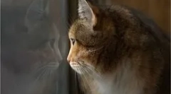 Co robią koty, gdy zostają w domu?