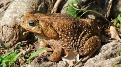 Niż znana ropucha tak?