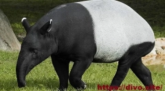 Tapir stapelowy
