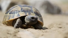 Żółw śródziemnomorski