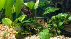 Czarne brody ataki lub problem brązowych alg w akwarium