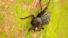 Fregata blackwood island