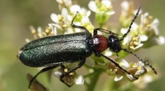 Chernhotels and curses