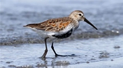 Chernoobik (podgatunki bałtyckie)