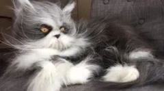 Kabiny cat: typy i cel