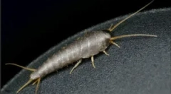 Scappy: kto jest i co jest niebezpieczne