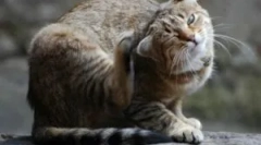 Świece i kleszcze rusztowań