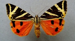 Cztery niedźwiedź wskazujący