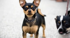 Chihuahua - najstarsza rasa psów