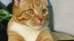 Cat chipping: czy potrzebuje procedury pet