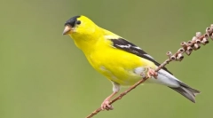 Chizh - najbardziej przyjazny ptak wśród śpiewaków (zdjęcie)