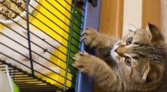 Jakie koty robią, gdy nie jesteśmy w domu: najlepsze klasy popularne