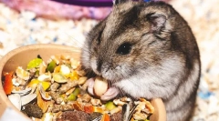 Co jedzą chomiki w jungarian