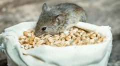 Jakie myszy jedzą w przyrodzie i w domu