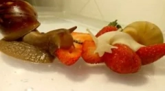 Jakie ślimaki jedzą podczas utrzymywania domu?