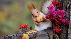 Co zjada wiewiórkę w przyrodzie i w domu