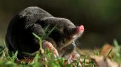 Ten kret jest podziemny?