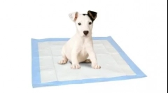 Co jest lepsze dla psów - taca lub pellia