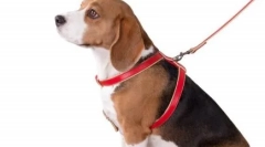 Co jest lepsze dla psa - trenera lub kołnierz