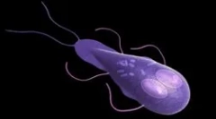 Co reprezentować lamblias