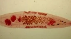 Co to jest opistoria