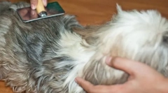 Co prowadzi do formacji chatunins i jak sobie z nimi radzę?