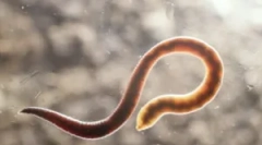 Jakie są maszty i ich leczenie