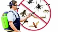 Co to jest disinsection, gatunki i porządek