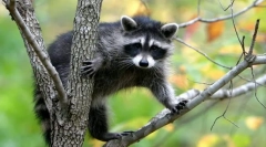 Jaka jest klasyfikacja żywych istot?