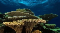 Czym jest rafy koralowe? (9 zdjęć)