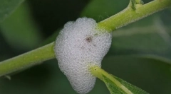 Jakie są kryrcje śliny?