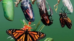 Czym jest metamorfoza