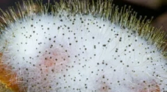 Jaki jest śluznik i jego funkcje