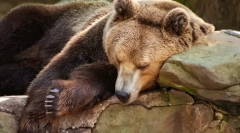 Co to jest hibernacja?