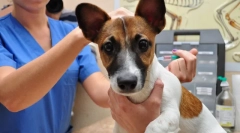 Czym jest szczepienie psów i dlaczego jest to potrzebne?