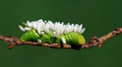 Co czeka na gąsienicę zarażoną przez jaja jeźdźca?