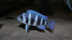 Frontose digur (cyphotilapia frontosa)