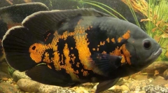 Cichlids w akwarium