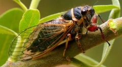 Tsicada (foto): umiejętne owady