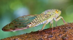 Tsicada, cycada i potnie