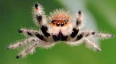 Niezależnie od tego, czy pająk skoczył?