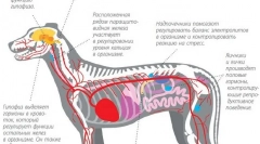 Złagodzenie wzrostu hormonu